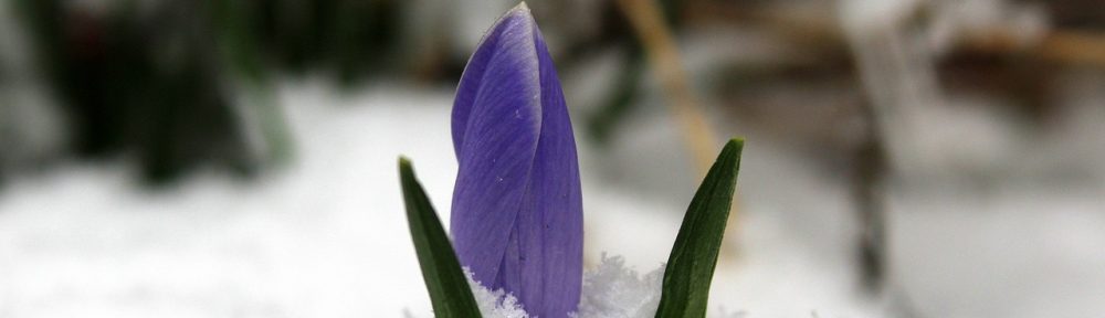 Kleingarten in Kellinghusen 