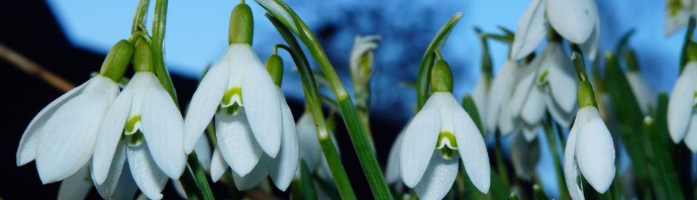 Kleingarten in Kellinghusen 