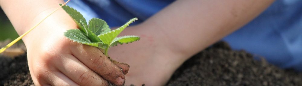 Kleingarten in Kellinghusen 